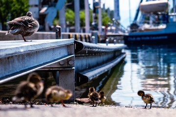 Losanna, Svizzera, anatre al porto del lago Lemano