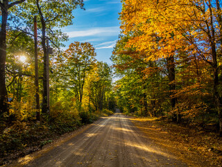 Dirt road thorugh the autumn forest