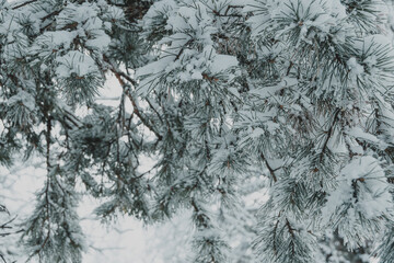 Thick pine branches with fluffy snow on branches. Winter forest in frost.