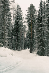 Snow covered country road in winter forest