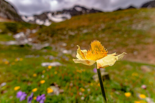 Alpi, passo del Gran San Bernardo, estate, fioritura del ranuncolo alpino