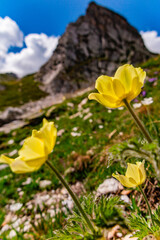 Alpi, passo del Gran San Bernardo, estate, fioritura del ranuncolo alpino