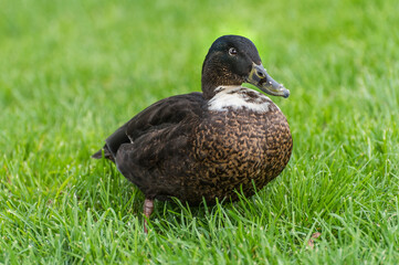 Beautiful duck portrait photo.