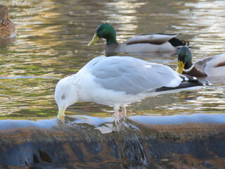 beautiful and funny seagull Single Seagull bird standing white bird seagull.