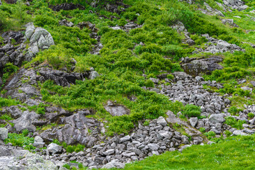 Hillside covered with rocks and green grass