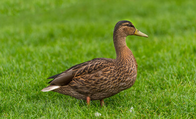 Beautiful duck portrait photo.