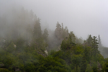 Foggy morning in woods. Treetops are covered with clouds in rainy weather. Pine trees on hillside on rainy day in fog.