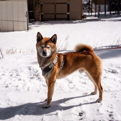 A Shiba Inu (Japanese dog) squints and smiles on a sunny day in a snowy field