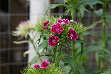 pink flowers in a garden