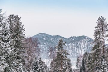 Snowy coniferous forest on hillside. Trees are covered with snow and frost on winter day.