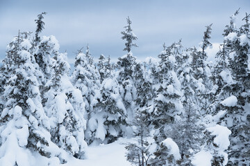 Frozen fir trees on the mountainside. Snow forest under a cloudy winter sky. Trees covered with...