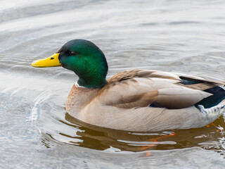 Beautiful duck portrait photo.