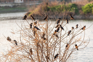 A group of rosy starlings perched on reed of a lake