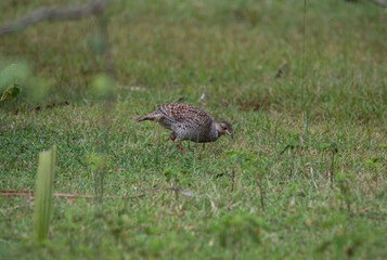 Grey francolin eating food on a grassland