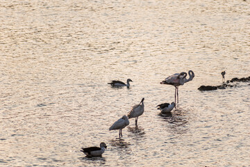Two flamingos with ibis, egret and ducks in Jamnagar