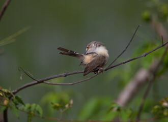 Plain prinia perched in a tree