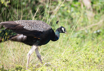 Peacock wandering wild in an open-field