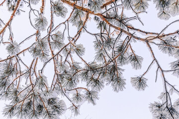 Snowy tree branches. Winter pines with needles covered with frost.