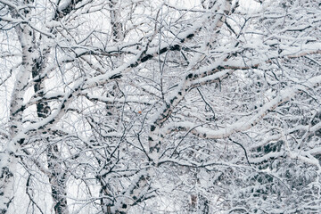 Snow white winter forest with frost covered tree branches