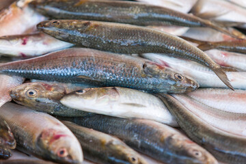 Fresh fish lying on the market display