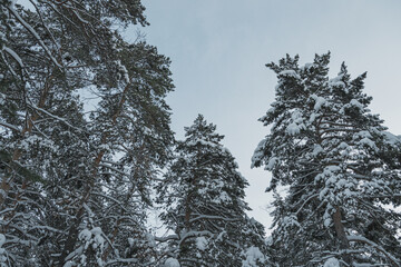 Winter landscape. The forest on hillside is covered with snow and frost. Cold weather in Siberia.