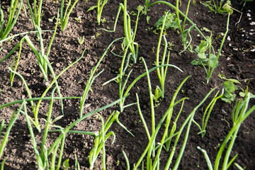 Green onion feathers in summer garden
