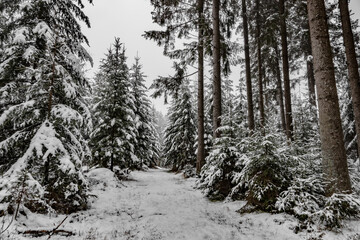 Fichtenwald im Schnee