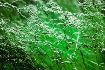 Bromopsis inermis blooms in the meadow in summer. Thickets of meadow grasses in color. Stems and flowering of Bromopsis inermis