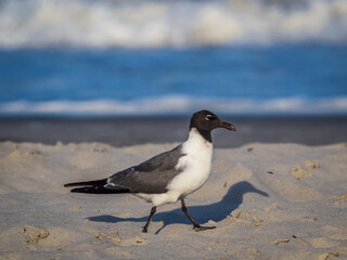 Seagull birds at the ocean beach