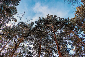 The tops of tall trees against the sky.