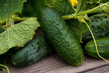 Fresh cucumbers with green leaves and flowers on wooden table. Farming for growing cucumbers. Vegetables for making fresh salad. Healthy food for vegetarians.