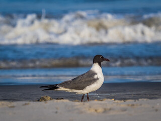 Seagull birds at the ocean beach