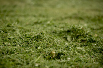 Pile of mown lawn grass in the spring garden. Pile of fresh hay, selective focus.
