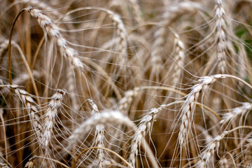 Fototapeta premium Spikelets of wheat close-up in a field in the evening. Golden spikelets on agricultural land. A mature wheat is close-up.