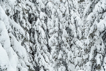 Winter forest with dense branches covered with snowdrifts