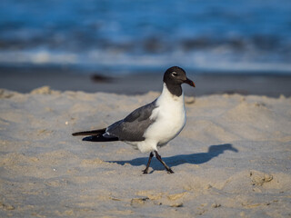 Seagull birds at the ocean beach