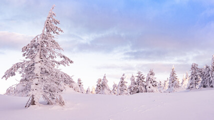 Winter landscape with snow covered fir trees. Frost covered forest is illuminated by pink morning rays