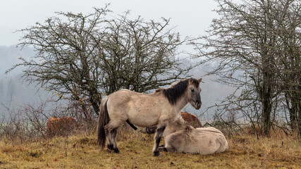 Koniks in der Thüringeti © helzet