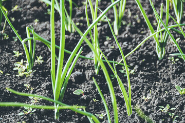 Green onion feathers in summer garden