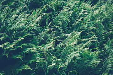 Fototapeta na wymiar Thickets of fern. Green leaf cover in rainforest. Scenic natural texture of fern leaves.
