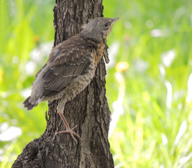 A young blackbird climbed a tree
