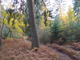 autumn in the forest