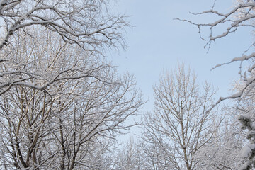Fototapeta na wymiar Cold weather in winter forest. Branches of trees are covered with snow and frost.
