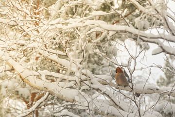 Tree branches covered with snow in frosty forest