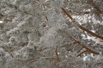 Snow white winter forest with frost covered tree branches