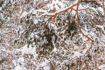 Winter landscape. The forest on hillside is covered with snow and frost. Cold weather in Siberia.