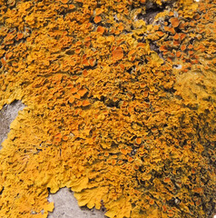 Lichens on a tree on a sunny day
