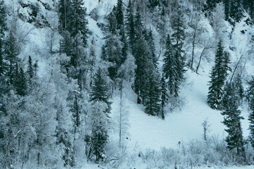 Snow trees on hillside. Fairy forest with frost on branches of pine trees. Winter dark and misty forest on the hillside