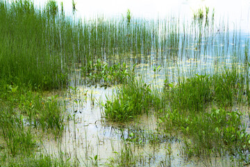 Clump green horsetail in small swamp on summer day
