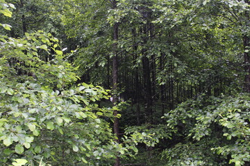 Forrest view, Kackar Mountain National Park